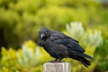 raven on a fence