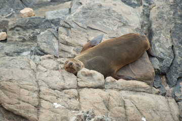 sleeping seal