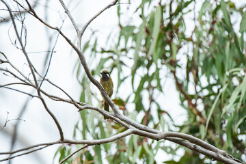bird on a branch