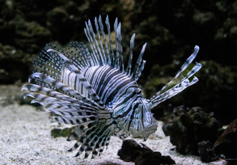 Colourful tropical lion fish on the coral reef	