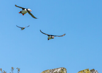 Busy atlantic puffin in flight gathering sand eels to take back to young in the burrow 