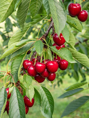 bunch of cherries hanging from a tree, abundance of fruit, nature's beauty or fresh produce concept