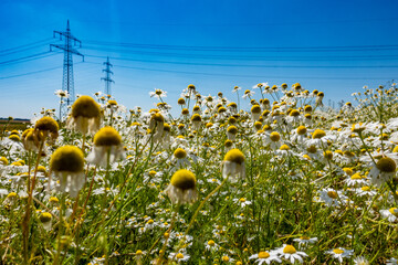 Blumenwiese mit Margareten und Kamille
