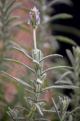 small scented flowers of a lavender.