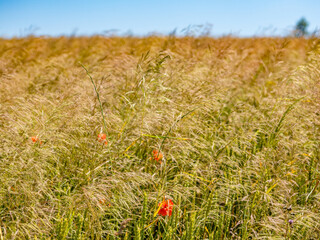 Wildblumen im Getreidefeld