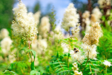 bumblebee on rowan tree flowers collecting nectar, showcasing pollination and the beauty of...