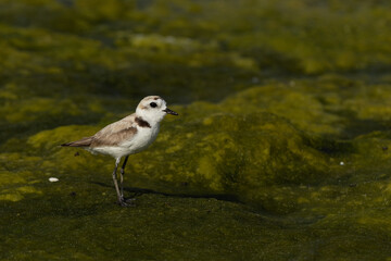 Kentish Plover on green at mameer creek, Bahrain
