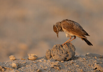 Crested Lark in the morning light, Bahrain