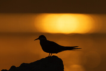 Silhouette of a White-cheeked Tern on a rock during sunrise
