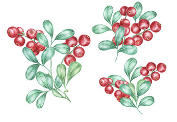 Cranberry, cowberry or lingonberry branches watercolor illustration. Nordic forest red berry clipart for autumn harvest, medicinal plant labels, menus, teas, supplements, and Thanksgiving decorations