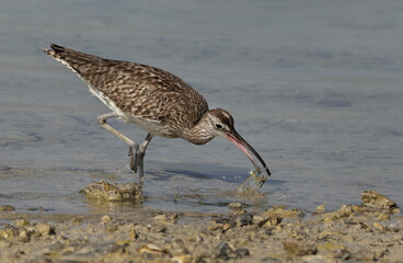 Whimbrel feeding in the morning hours at mameer coast during low tide, Bahrain