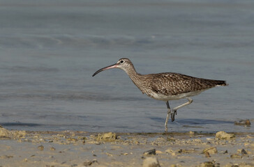 Whimbrel in the morning hours at mameer coast during low tide, Bahrain