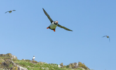 Busy atlantic puffin in flight gathering sand eels to take back to young in the burrow 