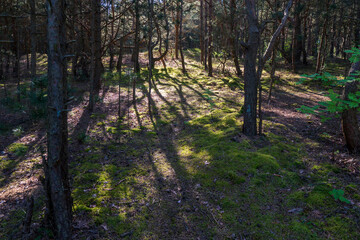 Pine forest in the evening. Beautiful shadows from trees in the forest