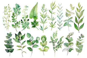 set watercolor arrangements with garden herbs seamless border collection leaves branches botanic illustration isolated on white background