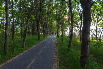 Obraz premium Bicycle path along the sea. A bicycle path in the woods.