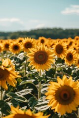 Fototapeta premium Green leaves and blue sky behind golden sunflowers in Provence.