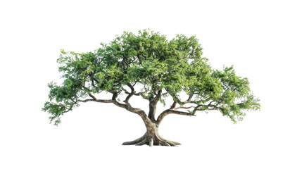 Tree real tree green leaf on transparent background