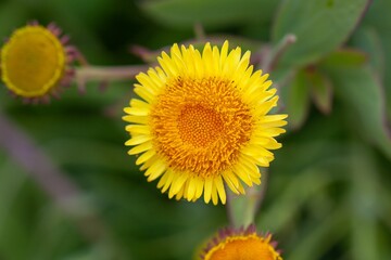 Flower of a Vieria laevigata
