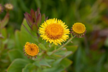 Flower of a Vieria laevigata