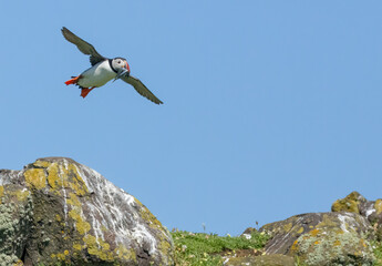 Fototapeta premium Busy atlantic puffin in flight gathering sand eels to take back to young in the burrow 