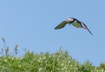 Busy atlantic puffin in flight gathering sand eels to take back to young in the burrow 