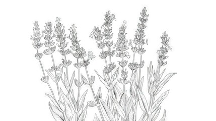   A white background featuring a black and white line drawing of a bundle of lavender flowers, alongside an illustration of the same on a white background with purple hues