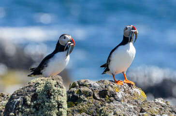 Atlantic puffin displaying on a rock with a beakfull of sand eels during breeding season on the Isle of Mull