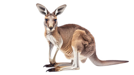 Kangaroo on transparent background