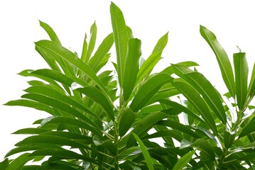 A Tropical tree with leaves branches on white isolated background for green foliage backdrop 