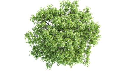 European Ash tree with flowers Top View on transparent background