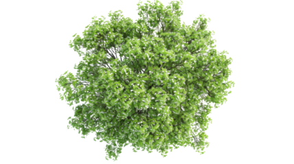 European Ash tree with flowers Top View on transparent background