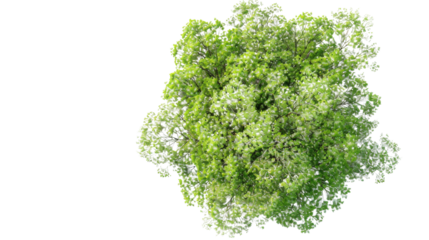 European Ash tree with flowers Top View on transparent background