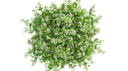 European Ash tree with flowers Top View on transparent background