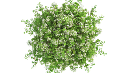 European Ash tree with flowers Top View on transparent background