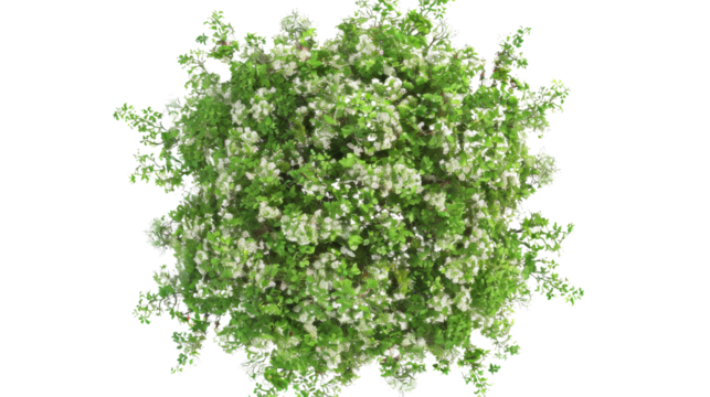 European Ash tree with flowers Top View on transparent background