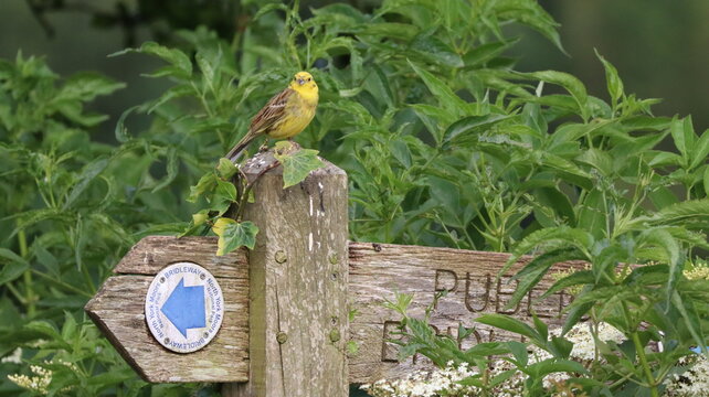 Yellowhammer