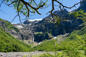 pine tree on the mountain