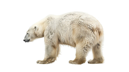 Fototapeta premium Polar bear, white bear on transparent background