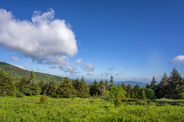 A line of evergreen spruce-fir trees atop Round Bald in the Appalachian Mountains against a clear...