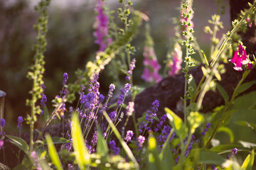 A beautiful spring flower field summer meadow. Magical nature background blossom