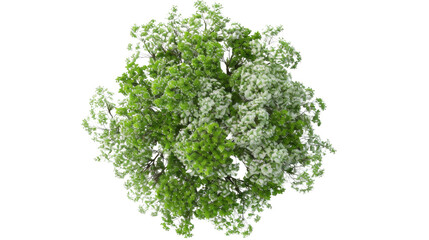 European Ash tree with flowers Top View on transparent background