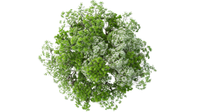 European Ash tree with flowers Top View on transparent background