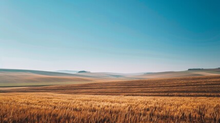 A vast golden field stretches out under a clear blue sky. Rolling hills in the distance add depth to the serene landscape.