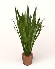 Snake Plant 3D model