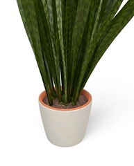 Snake Plant 3D model
