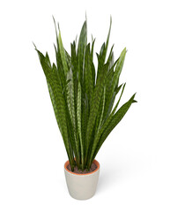 Snake Plant 3D model
