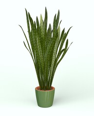 Snake Plant 3D model