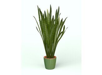 Snake Plant 3D model