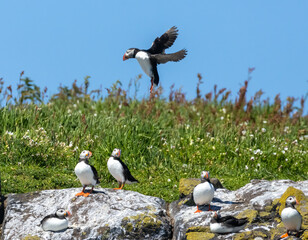 Atlantic puffins in flight on the isle of may during breeding season 